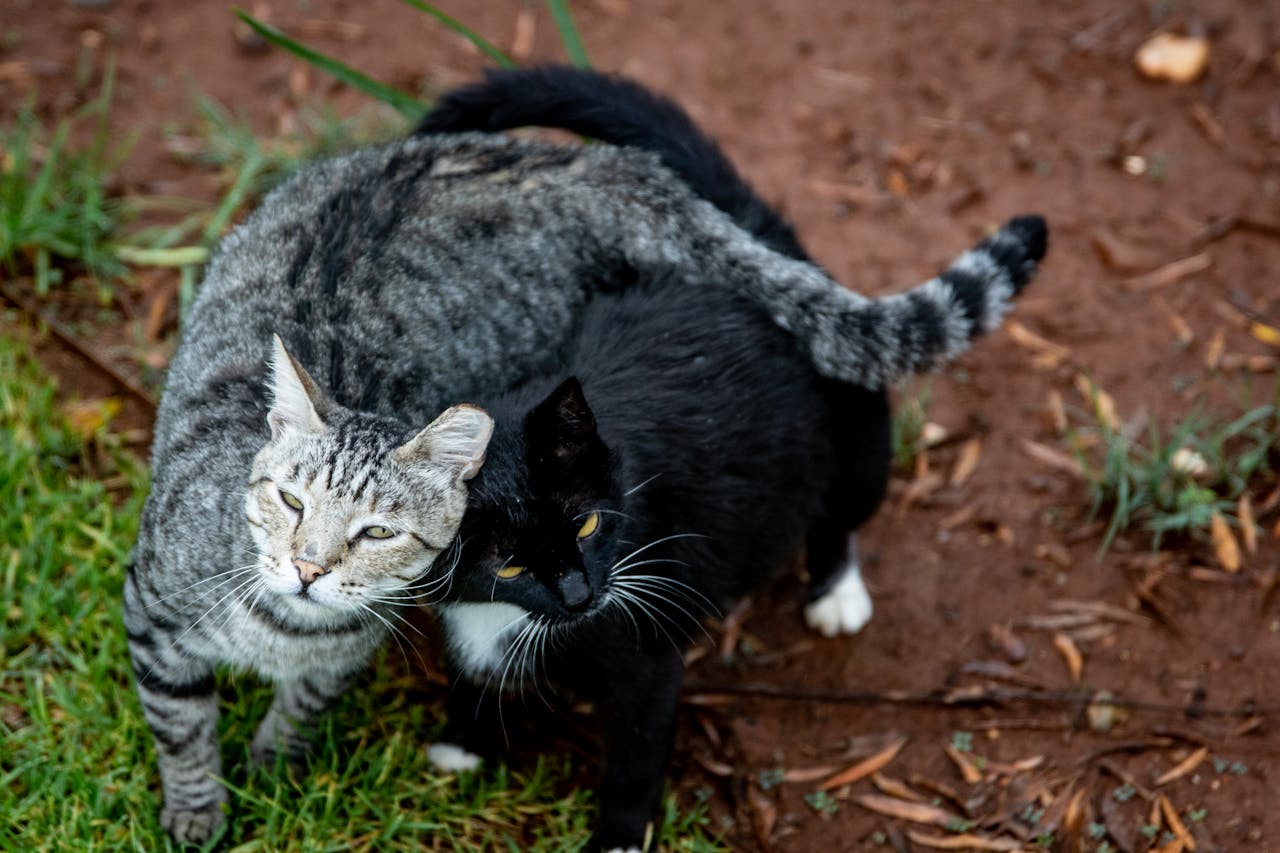 Colaboraciones solidarias de Rincón de Nekomiau